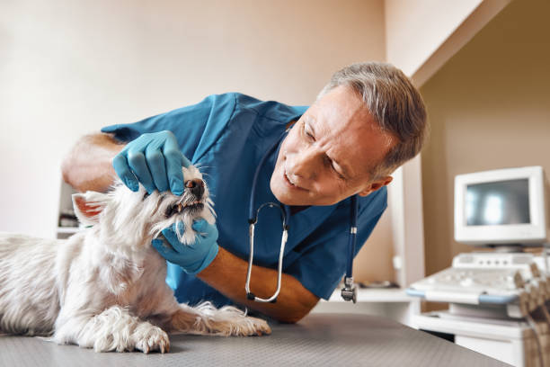 Best Emergency X-Rays and Diagnostics in Mount Pleasant, WI